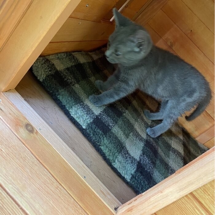 Frankie Outdoor Playpen