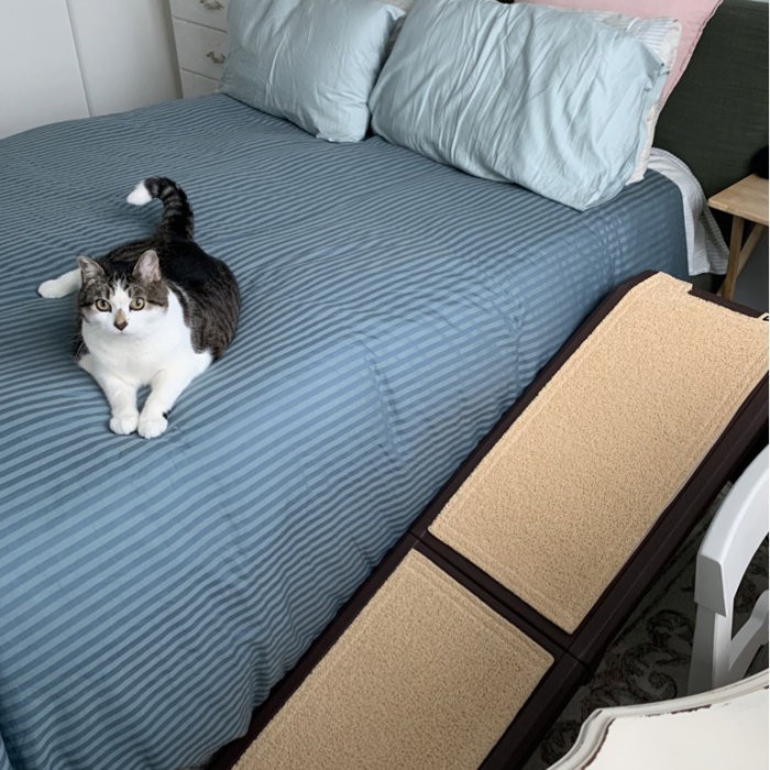 Free Standing 56" Pet Ramp