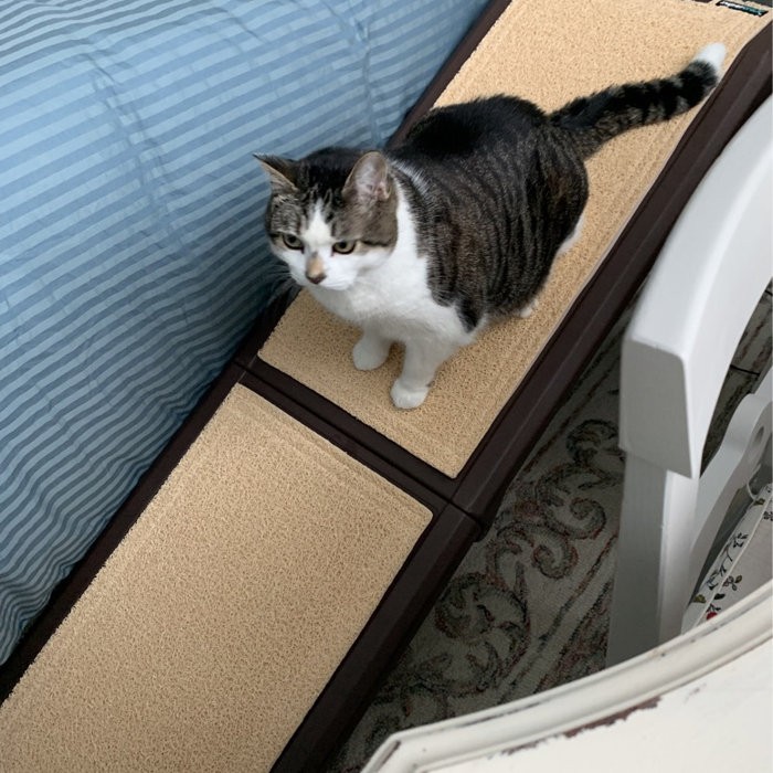 Free Standing 56" Pet Ramp