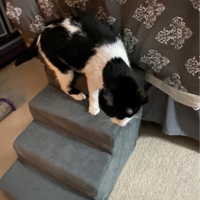 Grommit High Density Foam 4 Step Pet Stair