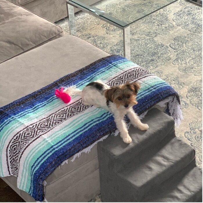 Grommit High Density Foam 4 Step Pet Stair