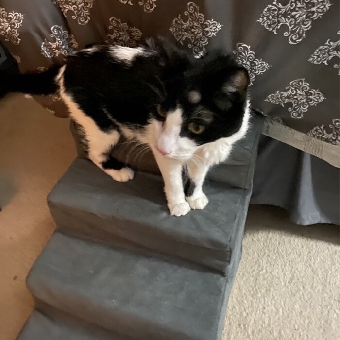 Grommit High Density Foam 4 Step Pet Stair