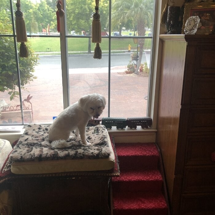 Holliman CozyUp 4 Step Pet Stair