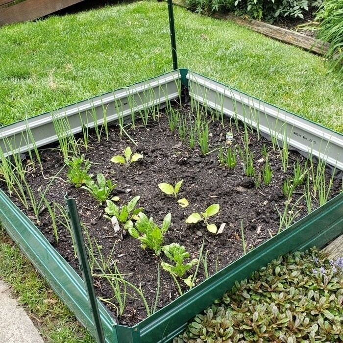 Kadyn 4 ft x 4 ft Galvanized Steel Raised Garden Bed