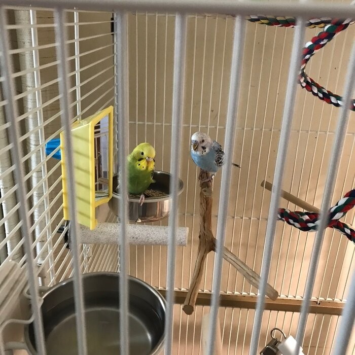 Maisie 58.5'' Victorian Top Floor Bird Cage with Wheels