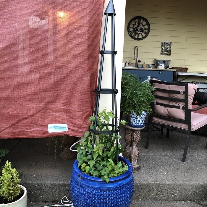 Mckayla 61'' H x 13'' W Iron Obelisk Trellis