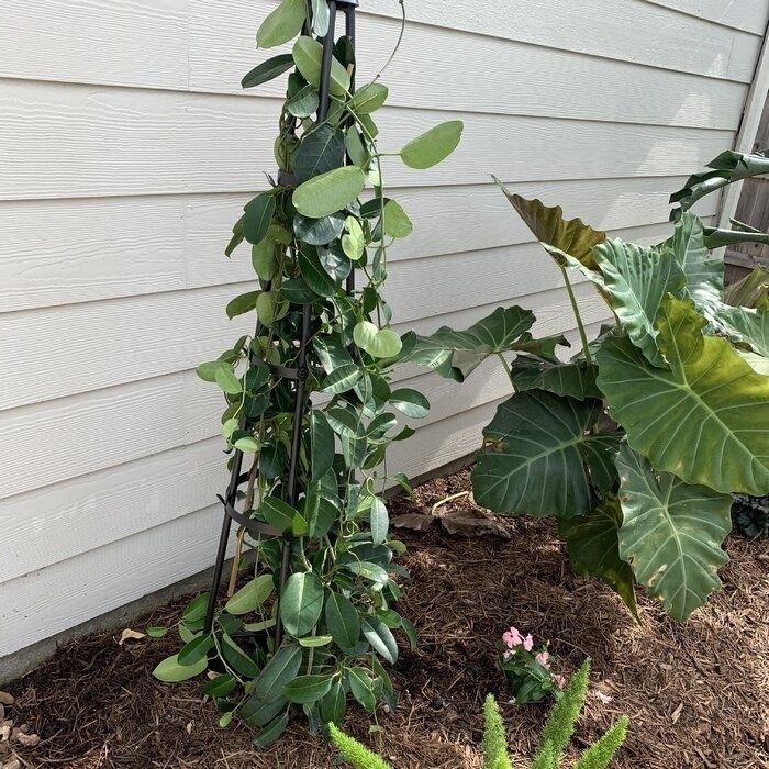 Mckayla 61'' H x 13'' W Iron Obelisk Trellis