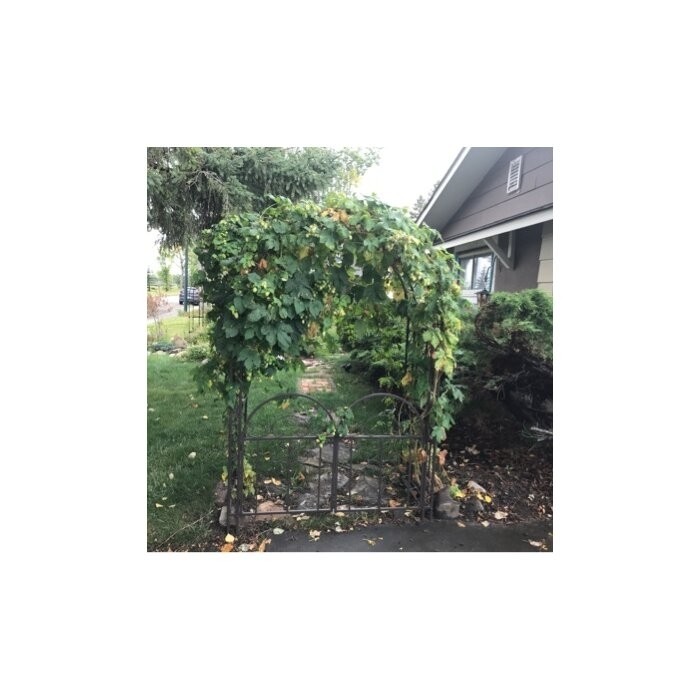 Montebello Iron Arbor with Gate