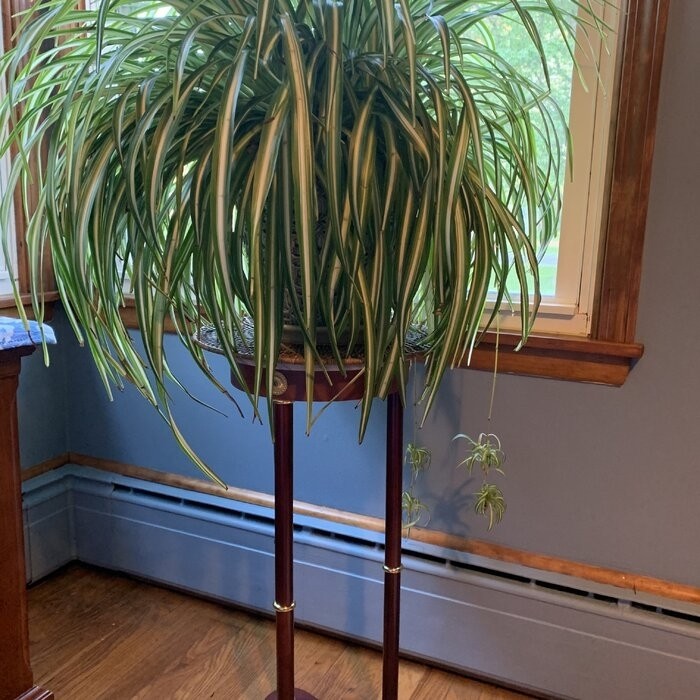Noack Round Pedestal Marble Plant Stand