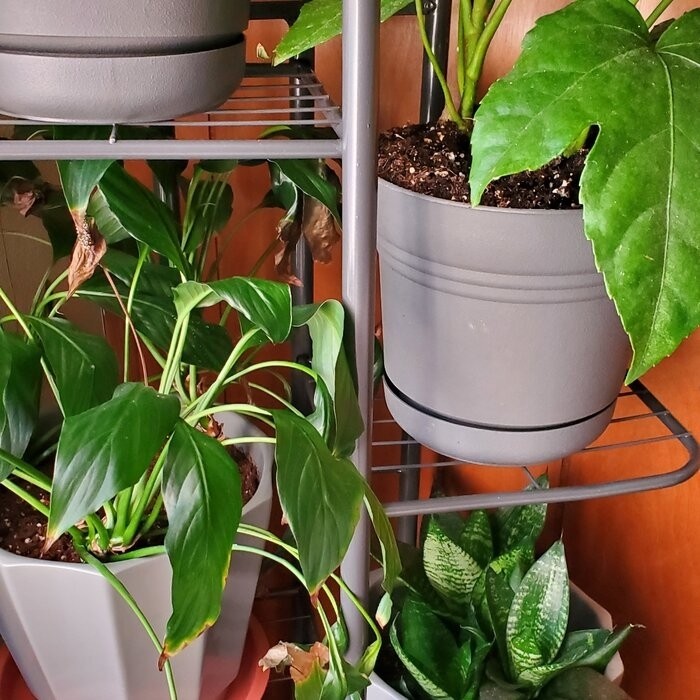 Norco Rectangular Plant Stand
