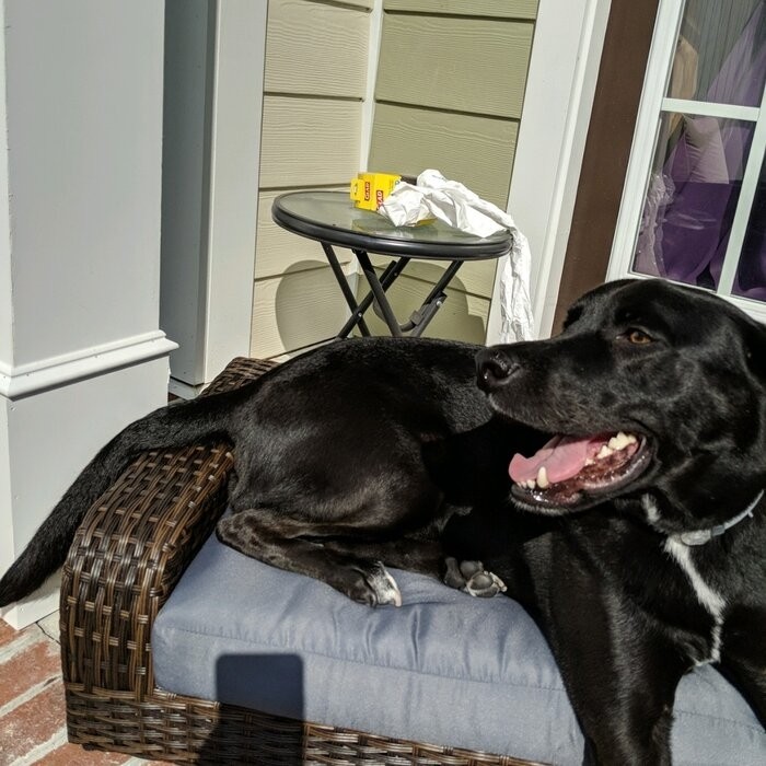 Pastrana Rattan Dog Sofa