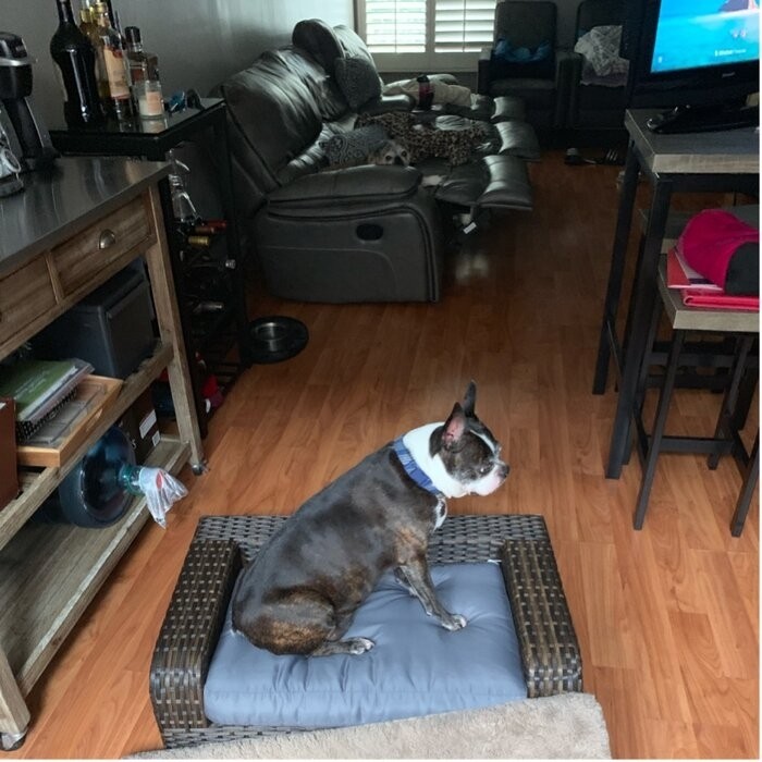 Pastrana Rattan Dog Sofa