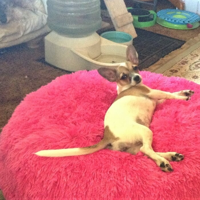 Pattijo Pouf Floor Pillow