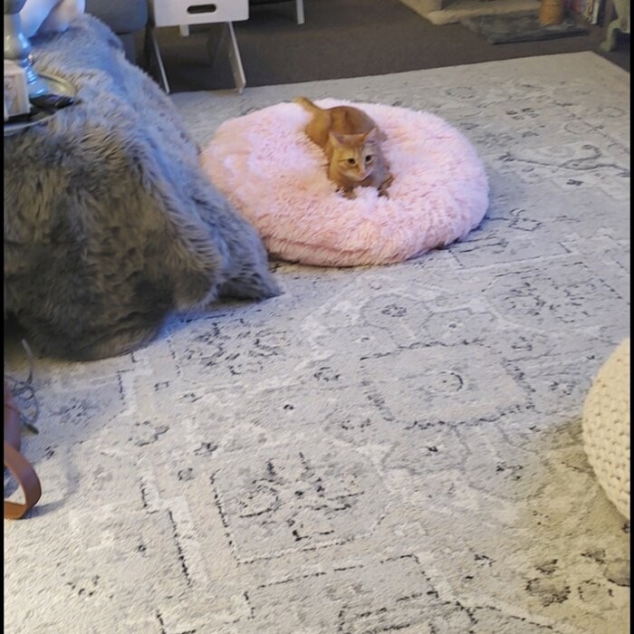 Pattijo Pouf Floor Pillow