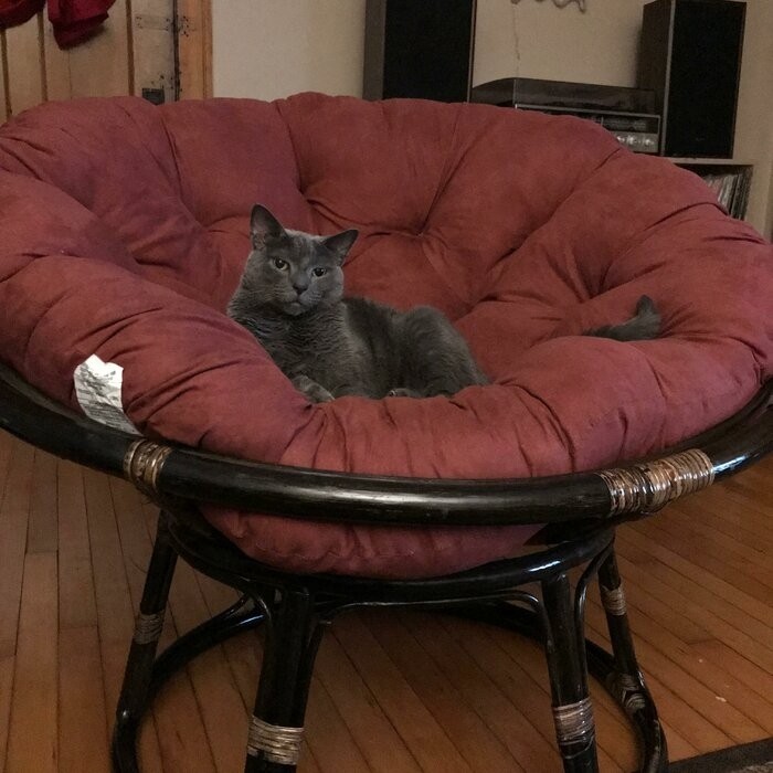 Pettis 42'' Wide Tufted Papasan Chair