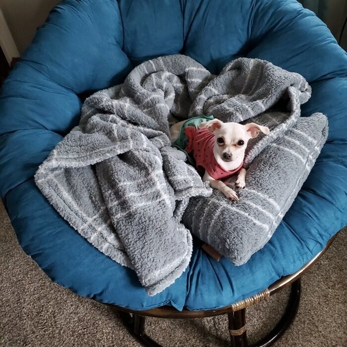 Pettis 42'' Wide Tufted Papasan Chair