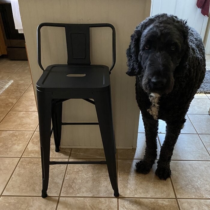 Pinney Counter & Bar Stool