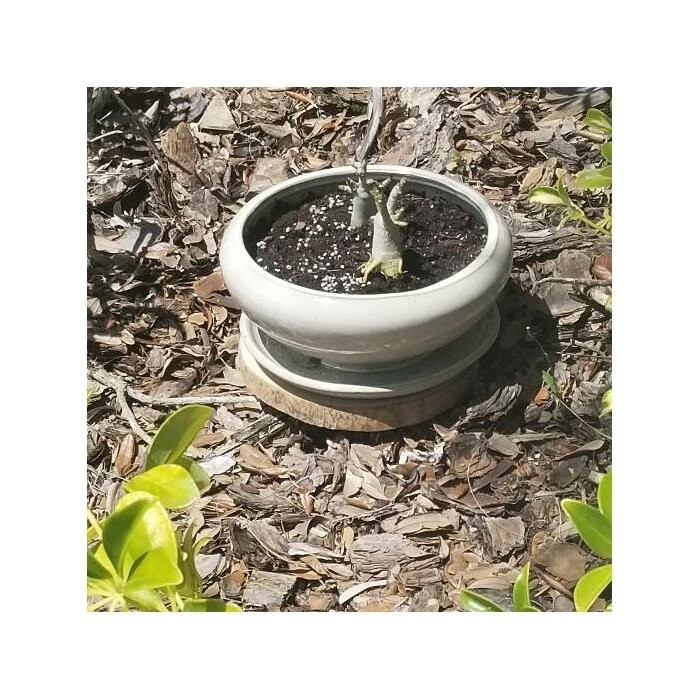 Portalia Round Pedestal Solid Wood Plant Stand