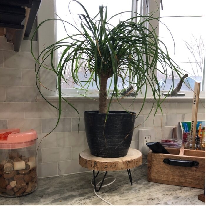 Portalia Round Pedestal Solid Wood Plant Stand
