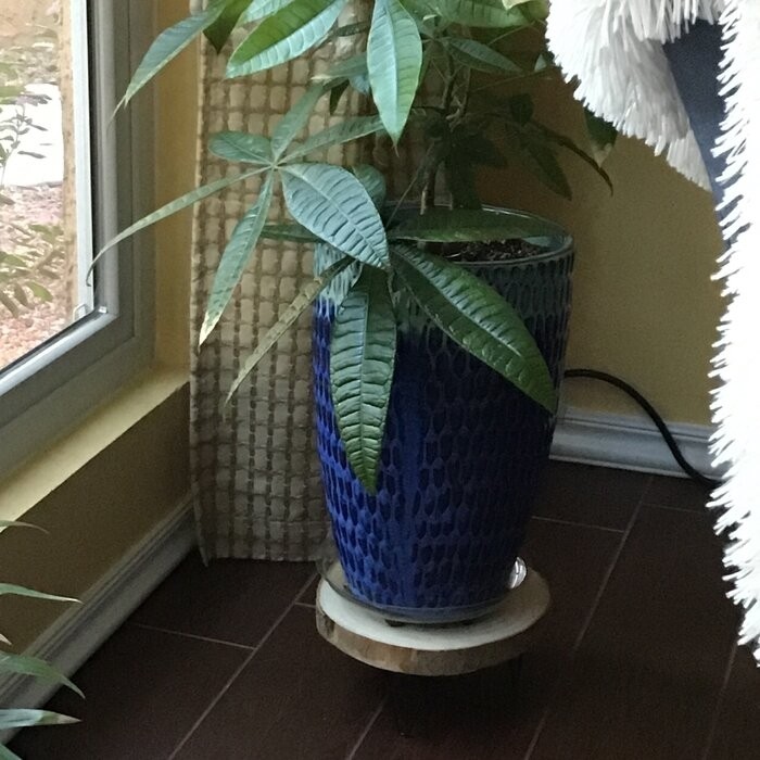 Portalia Round Pedestal Solid Wood Plant Stand