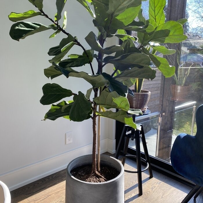 Terri Fiberglass Pot Planter