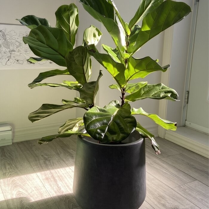 Terri Fiberglass Pot Planter