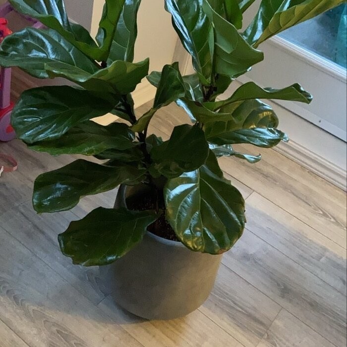 Terri Fiberglass Pot Planter