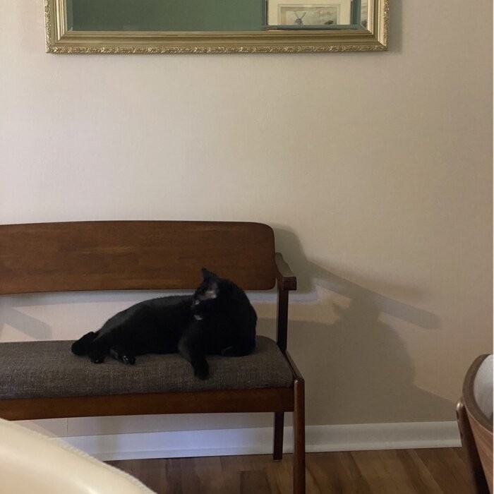 Veronica Upholstered Bench
