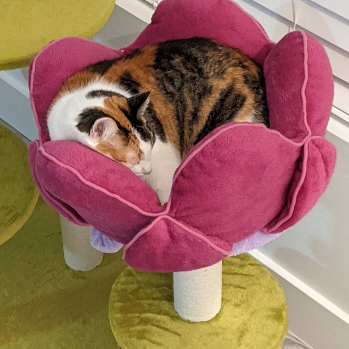 45" Bermudez Cat Tree