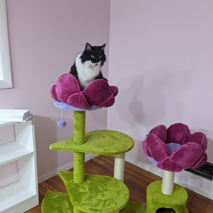 45" Bermudez Cat Tree