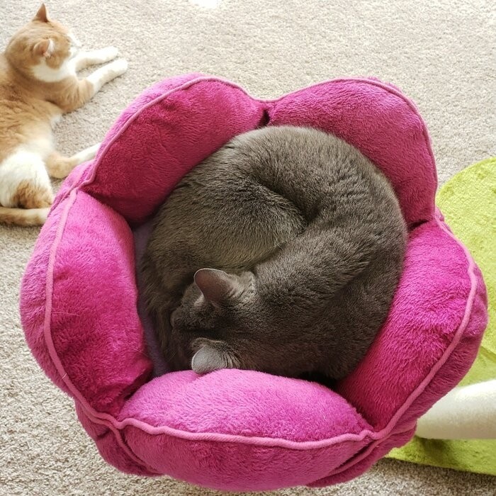 45" Bermudez Cat Tree