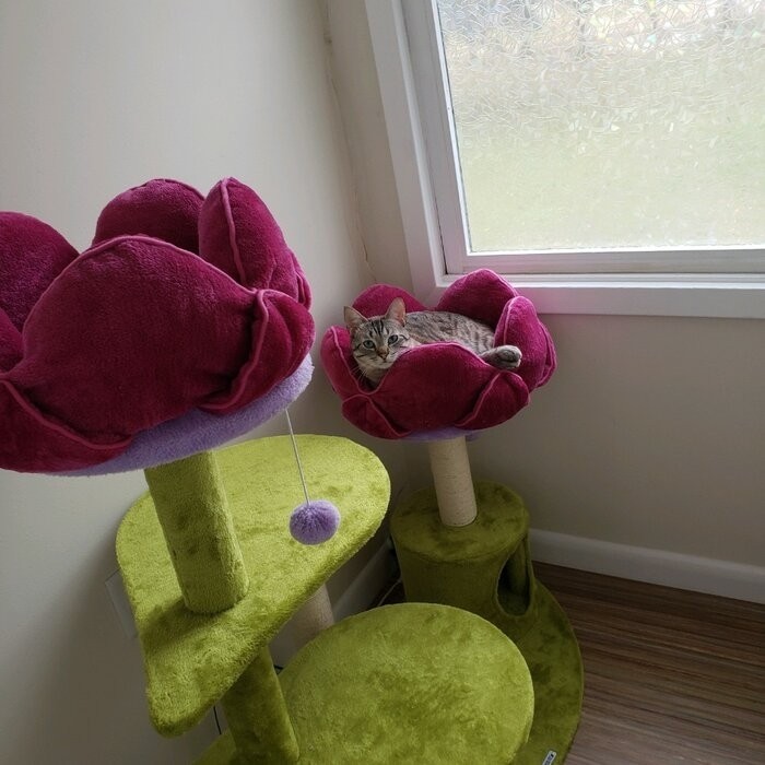 45" Bermudez Cat Tree