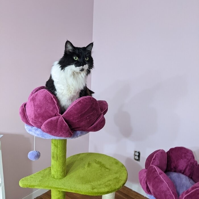 45" Bermudez Cat Tree