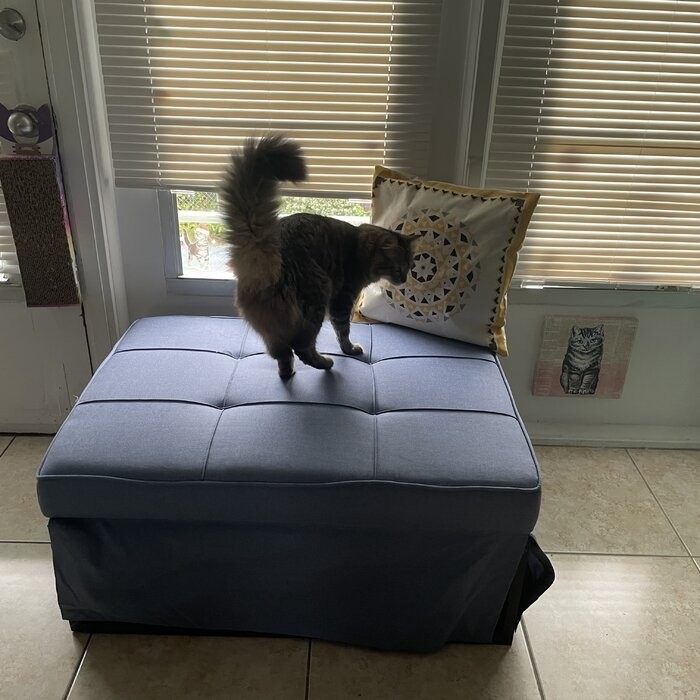 Chaliyah 74.02'' Armless Sofa Bed