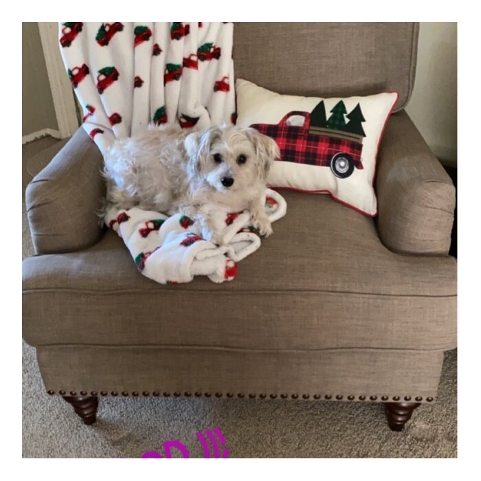 Cheatham 38'' Wide Armchair
