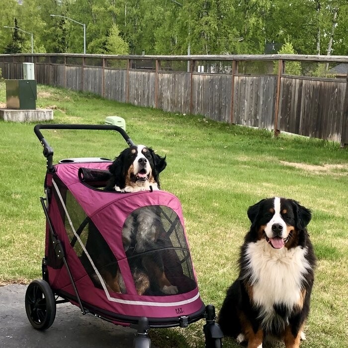 Expedition No Zip Standard Stroller