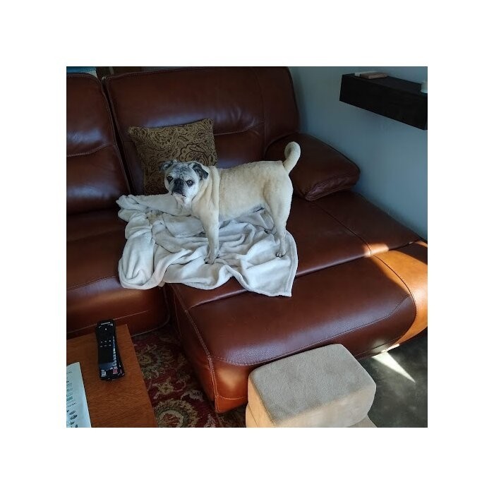 Holdsworth Comfort Foam 2 Step Pet Stair