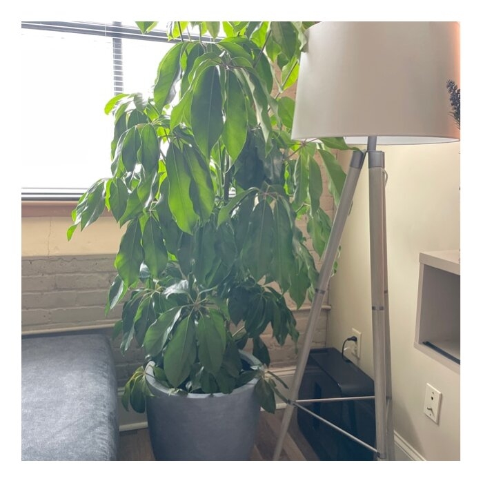 Karola Concrete Pot Planter