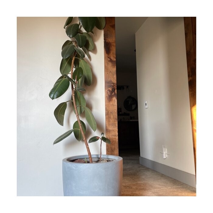 Karola Concrete Pot Planter