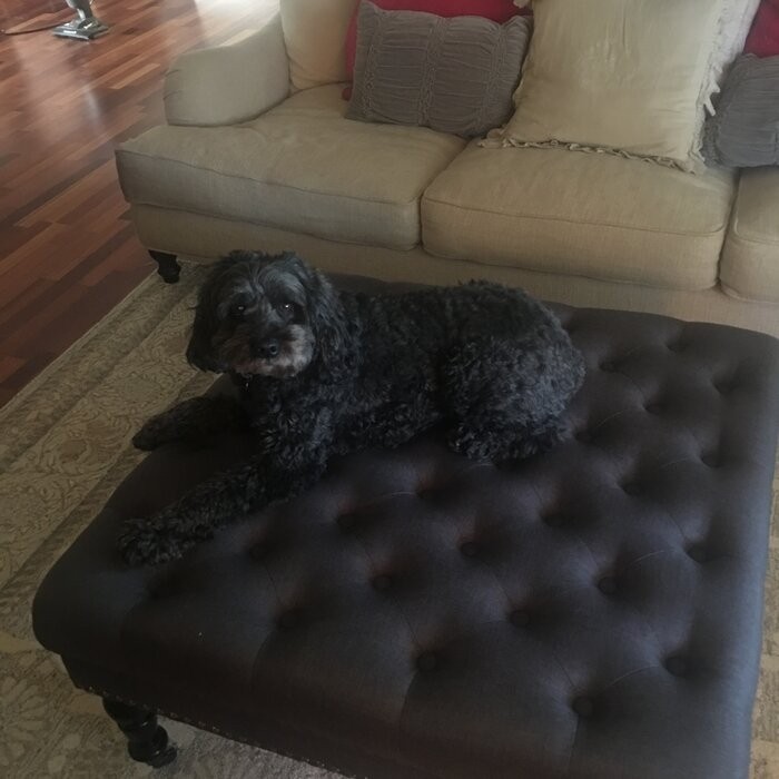 Landis 34.63'' Wide Tufted Square Cocktail Ottoman