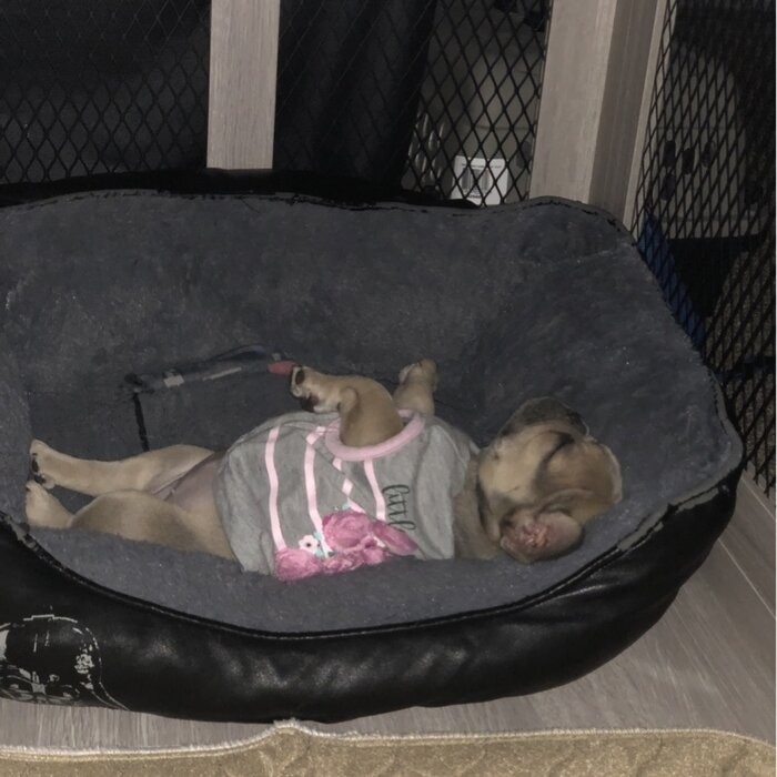 Modern And Sophisticated Pet Crate