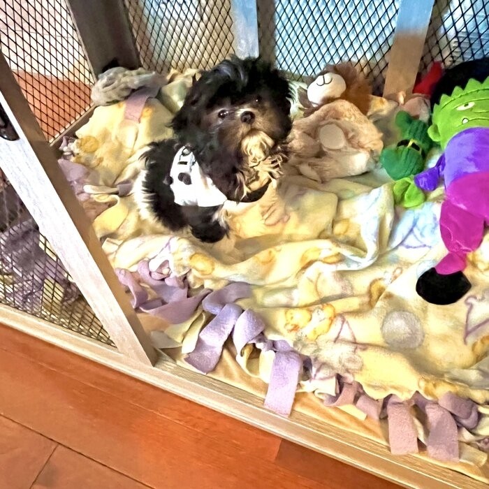 Modern And Sophisticated Pet Crate