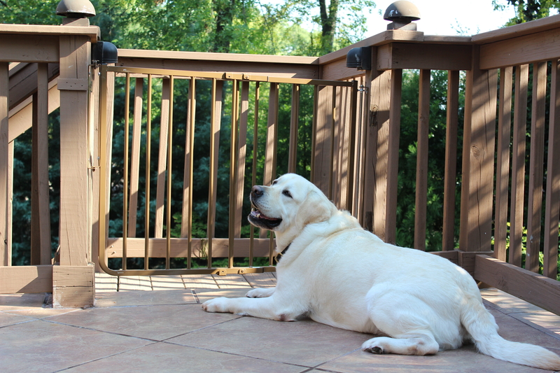 outdoor dog gate for deck
