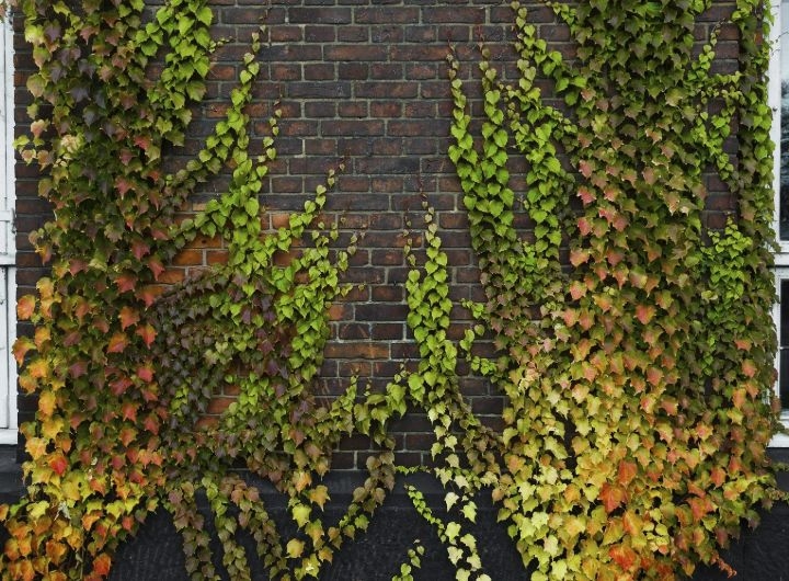 a plant wall decor a plant wall decor