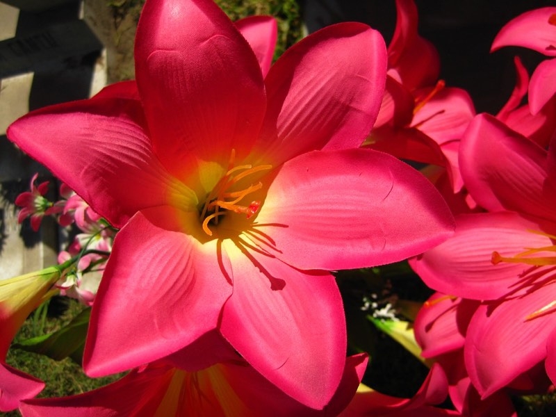 acapulco lily flower acapulco lily flower
