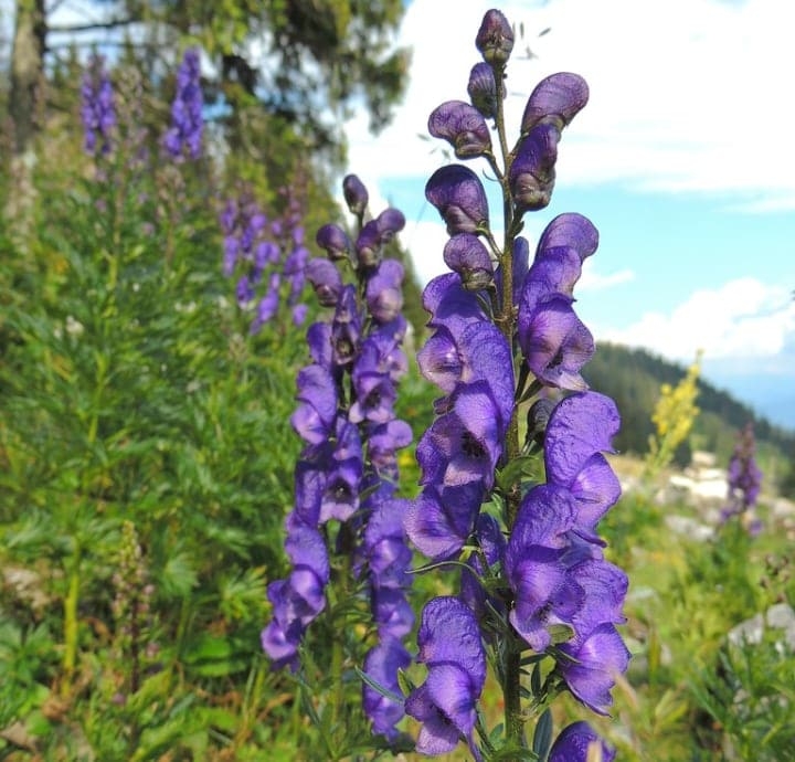 aconitum napellus shade perennial aconitum napellus shade perennial