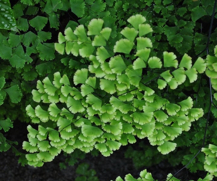 adiantum maidenhair fern indoor plant adiantum maidenhair fern indoor plant