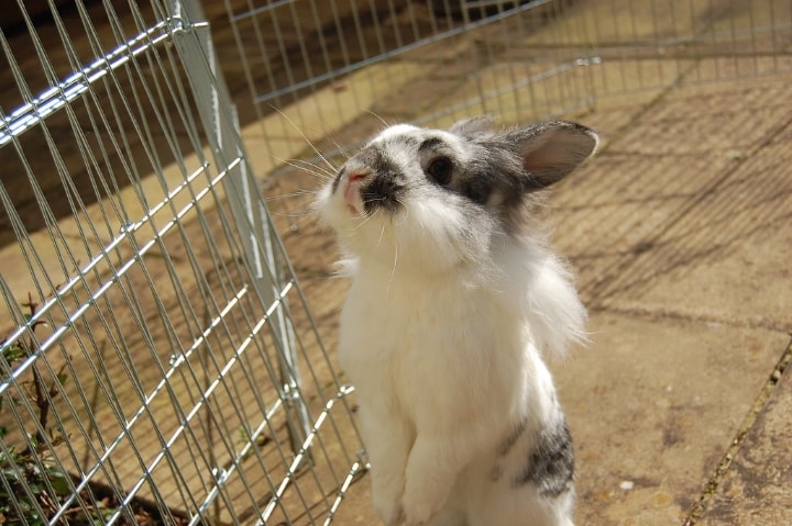 adorable rabbit in a metal rabbit pen inndoors adorable rabbit in a metal rabbit pen inndoors