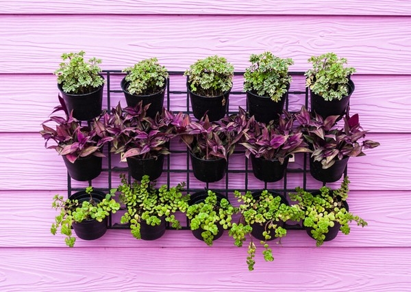 Advantages Of Vertical Gardening Advantages Of Vertical Gardening