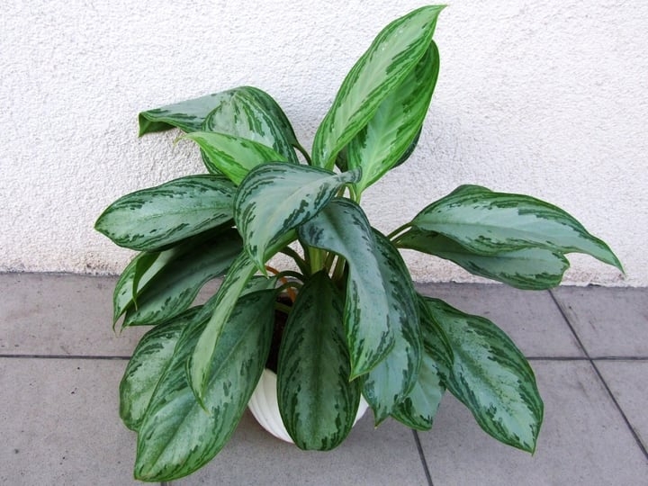 aglaonema commutatum aglaonema commutatum